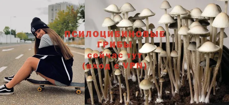 Псилоцибиновые грибы Magic Shrooms  Губаха 